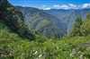 拉拉山ㄚ妞果園