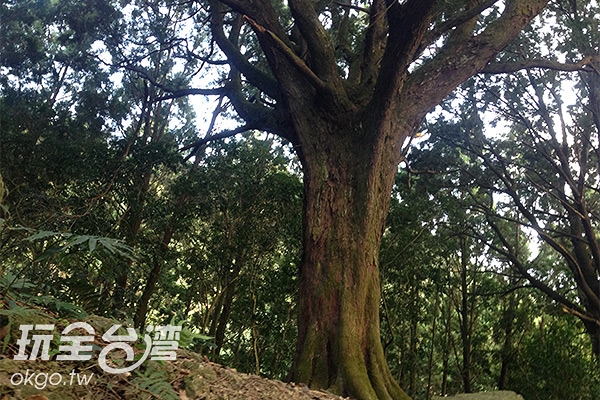 百年肖楠巨木群 南投景點 玩全台灣旅遊網