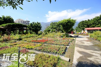 鬱金香花園