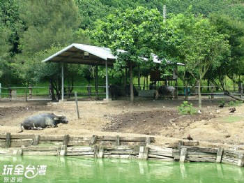 台灣水牛城