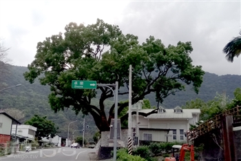 卓清村天主堂旁的老樟樹