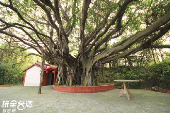 百年老榕樹