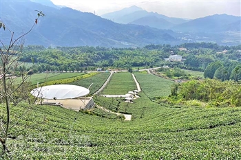 山坪頂七星步道茶王