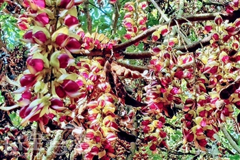 草尾嶺步道血藤