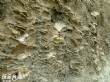 過港貝化石層