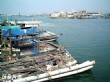 布袋漁港觀光漁市