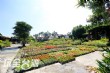 鬱金香花園