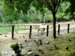 台灣水牛城