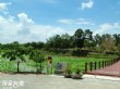 蓮花公園