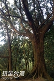 百年肖楠巨木群