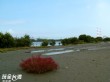 永安鹽田濕地