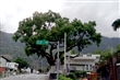 卓清村天主堂旁的老樟樹