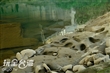 基隆河壺穴景觀
