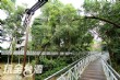 竹崎公園天空走廊‧花仙子步道
