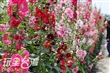 南區公園蜀葵花