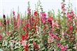 南區公園蜀葵花