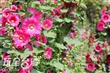 南區公園蜀葵花