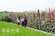 南區公園蜀葵花