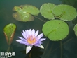 北斗心地圖．心動廣場（原河濱公園、水生植物園）