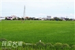 嘉義太保有機稻米專區