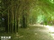 瑞竹竹類標本園