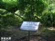 瑞竹竹類標本園