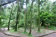 竹子湖黑森林