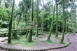 竹子湖黑森林
