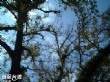 楓香巨木群